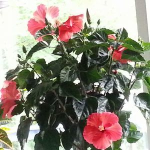 Meet your Posher, Barbara